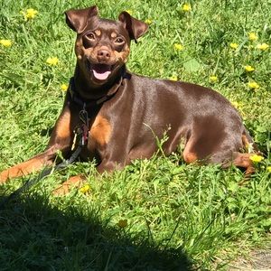 Meet your Posher, Hayley